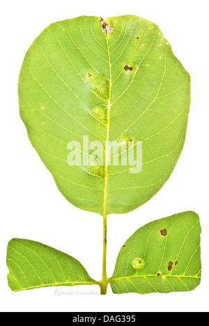 Die Walnuss Blatt Gall Milbe (Aceria Erinoea, früher bekannt als Eriophyes Erineus) führt zu unschönen Schäden an den Blättern Stockfoto