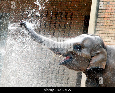Ein Datei-Bild aufgenommen am 4. Juli 2010 zeigt ein Elefantenbaby mit einem Spritzer Wasser im Zoo in Berlin, Deutschland. Foto: Wolfgang Kumm Stockfoto