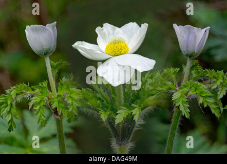 Alpine Anemone (Pulsatilla Alpina), blühen, Italien, Südtirol, Dolomiten, Naturpark Fanes-Sennes-Prags Stockfoto