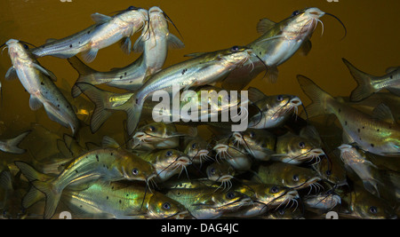 Channel Catfish (Ictalurus Punctatus), flachem Fisch Stockfoto