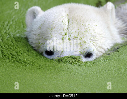 (Datei) - ein Dpa-Datei Bild datiert 14. September 2009 zeigt Geliebter Eisbär Knut Schwimmen im Zoo in Berlin, Deutschland. Der Zoo-Bär-Experte Heiner Kloes berichtet, dass die vier-jährige Eisbär zusammenbrach und starb an unbekannten Ursachen auf seinem Gelände am 19. März 2011. Knut war eine der Hauptattraktionen des Zoos und bei Berlinern und Touristen beliebt. Foto: Rainer J Stockfoto