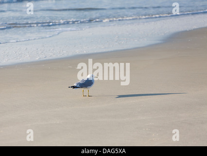 Eine Möwe am Strand am Rande des Meeres Stockfoto