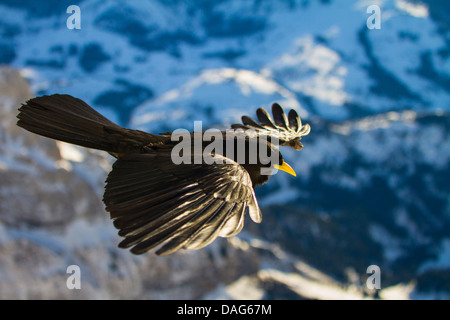 Alpine Alpenkrähe (Pyrrhocorax Graculus), im Flug über die Berge der Schweiz, Alpstein Säntis Stockfoto