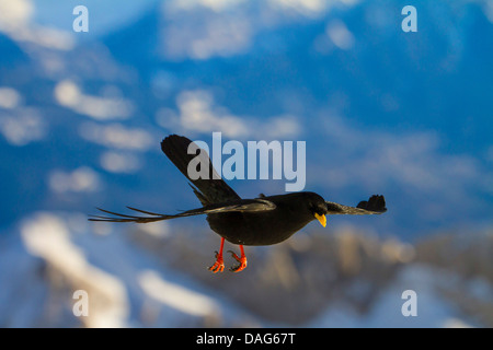 Alpine Alpenkrähe (Pyrrhocorax Graculus), während des Fluges, der Schweiz, Alpstein Säntis Stockfoto