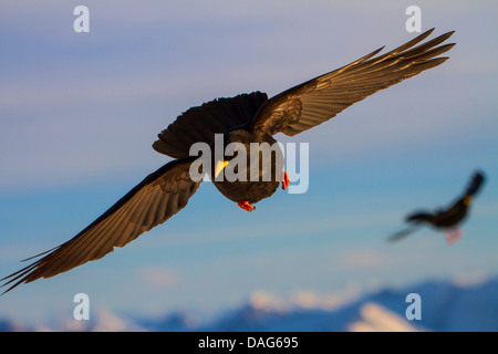 Alpine Alpenkrähe (Pyrrhocorax Graculus), im Flug über die Berge der Schweiz, Alpstein Säntis Stockfoto