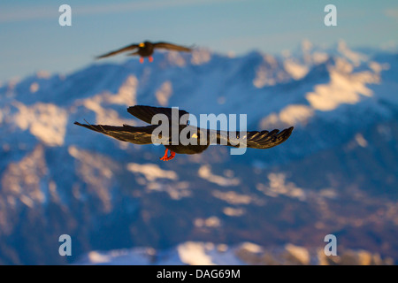 Alpine Alpenkrähe (Pyrrhocorax Graculus), zwei Erwachsene auf der Flucht in den Alpen, der Schweiz, Alpstein Säntis Stockfoto