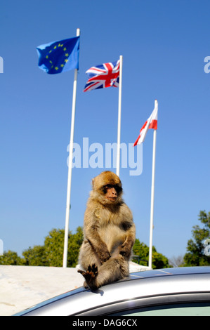 Barbary Affe, Berberaffe (Macaca Sylvanus), sitzt auf einem Autodach, Gibraltar Stockfoto