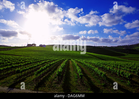 Wein, Torres Vedras Farmgebiet, Oeste, portugal Stockfoto