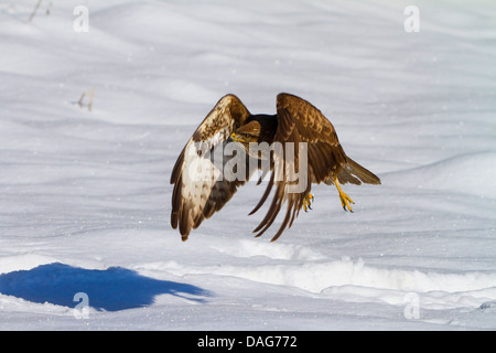 Eurasischer Bussard (Buteo Buteo), ausziehen über den Schnee, Schweiz, Sankt Gallen Stockfoto