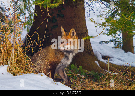 Rotfuchs (Vulpes Vulpes), sitzt unter einem Baum im Wald Rand, Schweiz, Sankt Gallen Stockfoto