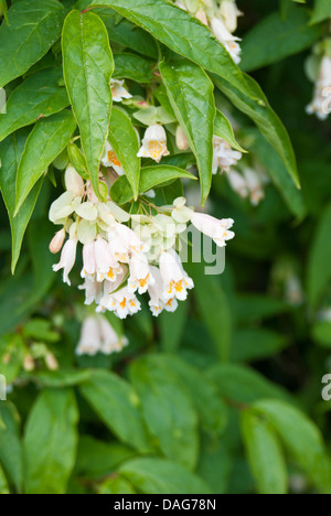 Dipelta Yunnanensis (Yunnan Geißblatt, Boxleaf Geißblatt) Stockfoto