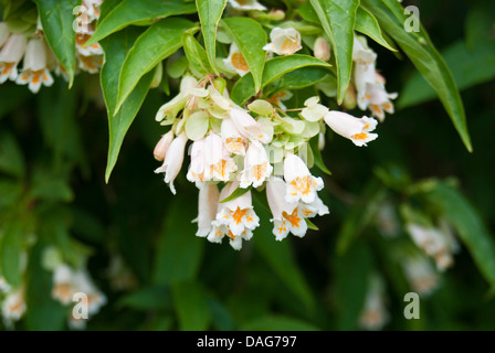 Dipelta Yunnanensis (Yunnan Geißblatt, Boxleaf Geißblatt) Stockfoto