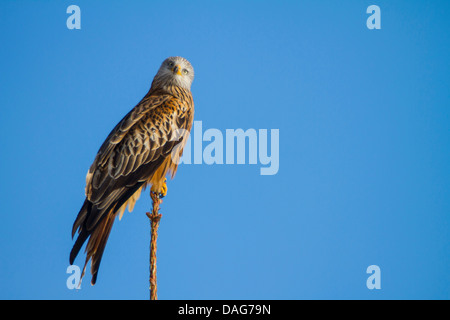 Rotmilan (Milvus Milvus), sitzt auf der Oberseite eine Fichte umzusehen, Schweiz, Sankt Gallen Stockfoto