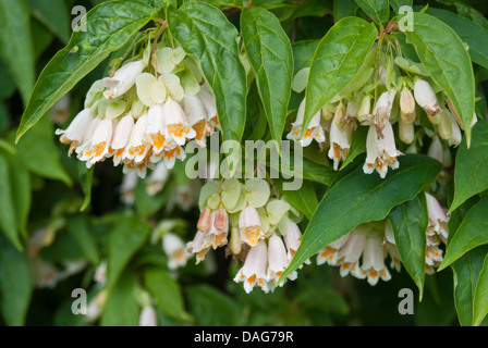 Dipelta Yunnanensis (Yunnan Geißblatt, Boxleaf Geißblatt) Stockfoto