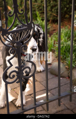 Springer Spaniel Haustier steht Hund hinter verschlossenen Tor, USA Stockfoto