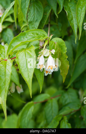 Dipelta Yunnanensis (Yunnan Geißblatt, Boxleaf Geißblatt) Stockfoto