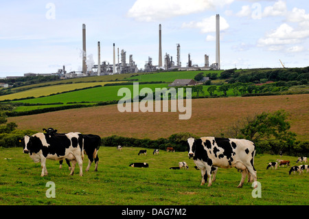 Hausrind (Bos Primigenius F. Taurus), Kuh auf einer Weide, Öl-Rafinery in den Hintergrund, Vereinigtes Königreich, Wales, Pembrokeshire Stockfoto