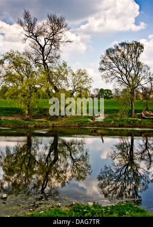 Baum-Reflexionen im Fluss Ribble, Preston, Lancashire Stockfoto