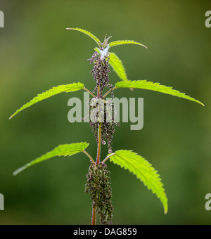 Brennnessel (Urtica Dioica), blühen, Tromsø, Norwegen, Troms Stockfoto