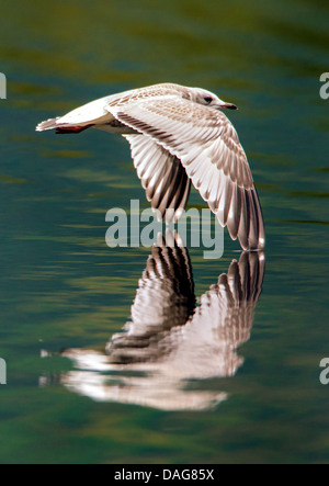 MEW Gull (Larus Canus), juvenile fliegen genau über der Wasseroberfläche, Prestvannet, Tromsoe, Troms, Norwegen Stockfoto