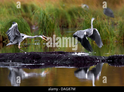 graue Reiher (Ardea Cinerea), zwei Vögel kämpfen auf eine kleine Felseninsel in einem See Prestvannet, Tromsoe, Troms, Norwegen Stockfoto