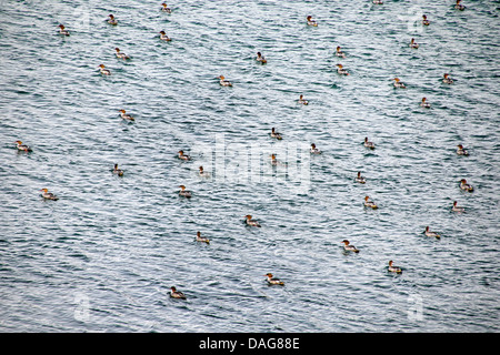 Gänsesäger (Mergus Prototyp), Truppe schwimmen auf einem See, Norwegen, Troms, Kvaloeya Stockfoto