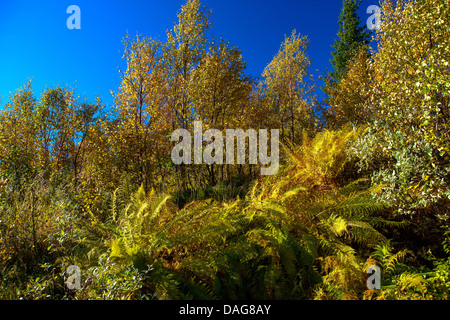 Herbstwald mit Farnen auf Korgfjellet in Nord-Norwegen, Norwegen, Nordland, Korgfjellet Stockfoto