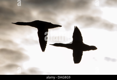 Red-breasted Prototyp (Mergus Serrator), Silhouetten von zwei Vögel fliegen in Hintergrundbeleuchtung, USA, Alaska Chilkat Bald Eagle zu bewahren Stockfoto