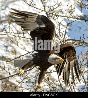 Weißkopfseeadler (Haliaeetus Leucocephalus), ausgehend von einem Baum, USA, Alaska Chilkat Bald Eagle zu bewahren Stockfoto