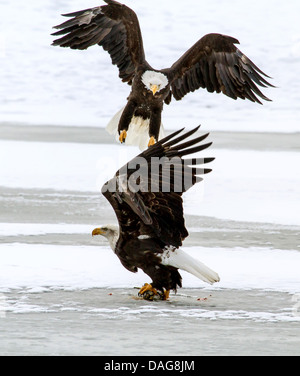 Weißkopfseeadler (Haliaeetus Leucocephalus), zwei amerikanische Weißkopfseeadler im Wettbewerb um ein toter Lachs, USA, Alaska Chilkat Bald Eagle zu bewahren Stockfoto