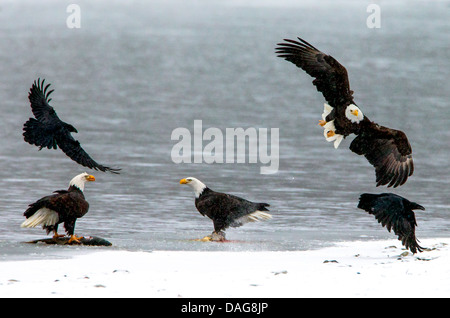 Weißkopfseeadler (Haliaeetus Leucocephalus), drei amerikanische Weißkopfseeadler im Wettbewerb mit gemeinsamen Raben für Tote Lachse, USA, Alaska Chilkat Bald Eagle zu bewahren Stockfoto