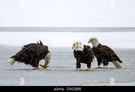 Weißkopfseeadler (Haliaeetus Leucocephalus), drei amerikanische Adler auf toter Lachs auf Eiskappe, USA, Alaska Chilkat Bald Eagle zu bewahren Stockfoto