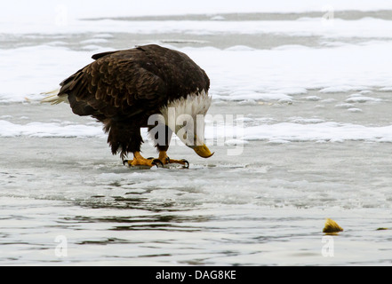 Weißkopfseeadler (Haliaeetus Leucocephalus), auf der Suche nach Lachse durch das Eis, USA, Alaska Chilkat Bald Eagle zu bewahren Kruste Stockfoto