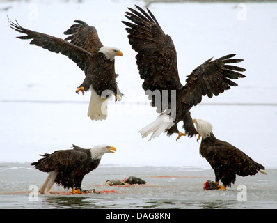 Weißkopfseeadler (Haliaeetus Leucocephalus), vier amerikanische Weißkopfseeadler in Konflikten für den Lachs, USA, Alaska Chilkat Bald Eagle zu bewahren Stockfoto