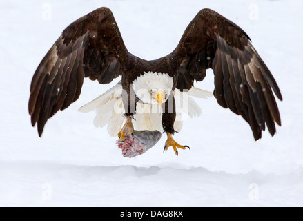 Weißkopfseeadler (Haliaeetus Leucocephalus), mit Lachs Kopf im Talon Landung im Schnee, USA, Alaska Chilkat Bald Eagle zu bewahren Stockfoto