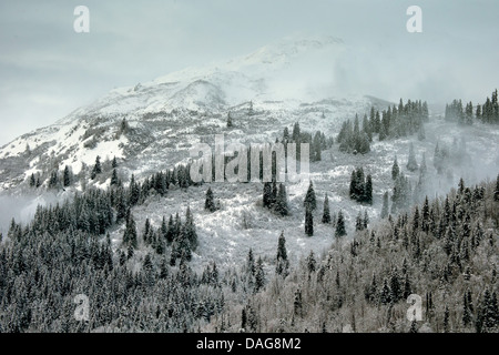 Winterlandschaft von Alaska, USA, Alaska, Chilkat Bald Eagle zu bewahren Stockfoto