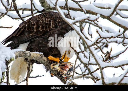 Weißkopfseeadler (Haliaeetus Leucocephalus), sitzen im Schnee bedeckt Baum mit Lachs Kopf, USA, Alaska Chilkat Bald Eagle zu bewahren Stockfoto