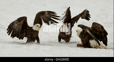 Weißkopfseeadler (Haliaeetus Leucocephalus), drei amerikanische Weißkopfseeadler widersprüchliche wegen Futterneid bei der Fütterung Boden, USA, Alaska, Chilkat Bald Eagle zu bewahren Stockfoto