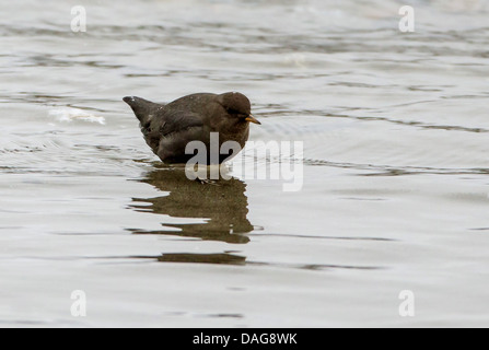 Nordamerikanische Wasseramseln (Cinclus Mexicanus), auf das Futter in Wasser, USA, Alaska Chilkat Bald Eagle zu bewahren Stockfoto