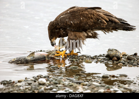 Weißkopfseeadler (Haliaeetus Leucocephalus), juvenile stehen am Flussufer und Fütterung ein Hund Lachs, USA, Alaska Chilkat Bald Eagle zu bewahren Stockfoto