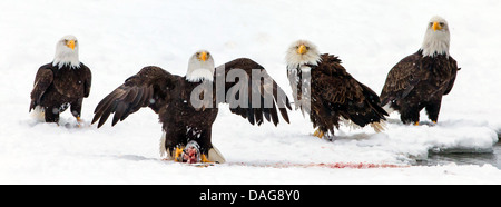 Weißkopfseeadler (Haliaeetus Leucocephalus), Boden vier amerikanischen Weißkopf-Seeadler bei der Fütterung in den Schnee, USA, Alaska Chilkat Bald Eagle zu bewahren Stockfoto