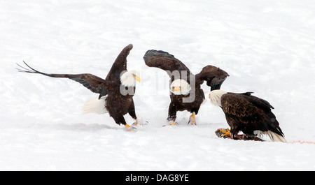 Weißkopfseeadler (Haliaeetus Leucocephalus), Boden drei amerikanische Weißkopfseeadler widersprüchliche wegen Futterneid bei der Fütterung im Schnee, USA, Alaska Chilkat Bald Eagle zu bewahren Stockfoto