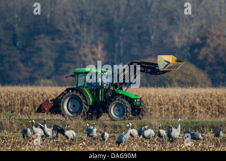 Kranich, eurasische Kranich (Grus Grus), Schwarm vor Traktor und Reifen Maisfeld in der Ruhezone, Oppenweher Moor, Oppenwehe, Niedersachsen, Deutschland Stockfoto