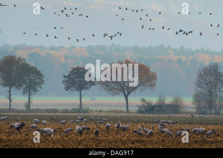 Kranich, eurasische Kranich (Grus Grus), Schwärme über und auf einem Stoppelfeld in der Ruhezone, Oppenweher Moor, Oppenwehe, Niedersachsen, Deutschland Stockfoto