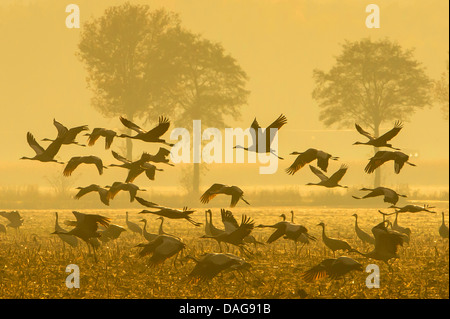 Kranich, eurasische Kranich (Grus Grus), Schwarm Abflugort ein Stoppelfeld auf dem Rastplatz Oppenweher Moor, Oppenwehe, Niedersachsen, Deutschland Stockfoto