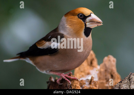 Kernbeißer (Coccothraustes Coccothraustes), auf einem gebrochenen Ast, Deutschland, Nordrhein-Westfalen Stockfoto