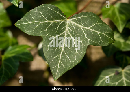 Englisch Efeu, gemeinsame Efeu (Hedera Helix), Blatt, Germany, North Rhine-Westphalia, Verl Stockfoto