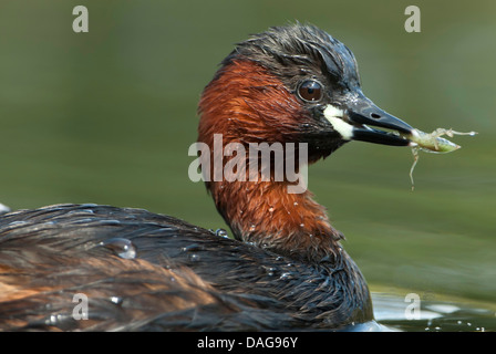 Zwergtaucher (Podiceps Ruficollis, Tachybaptus Ruficollis), mit Libelle Larve im Schnabel, Deutschland, Nordrhein-Westfalen Stockfoto