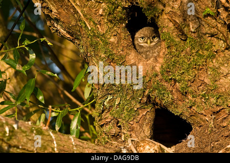 Steinkauz (Athene Noctua), aus einer Verschachtelung Loch in einer alten Weide, Deutschland, Nordrhein-Westfalen Stockfoto