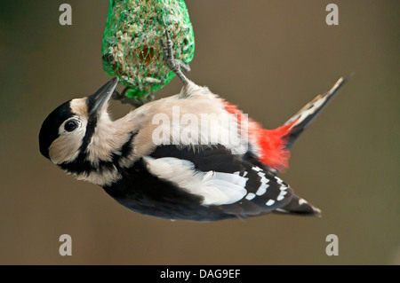Buntspecht (Picoides major, Dendrocopos großen), hängen auf einem dicken Ball, Deutschland, Nordrhein-Westfalen Stockfoto